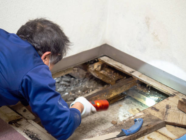 Best Crawl Space Mold Remediation in Theodore, AL