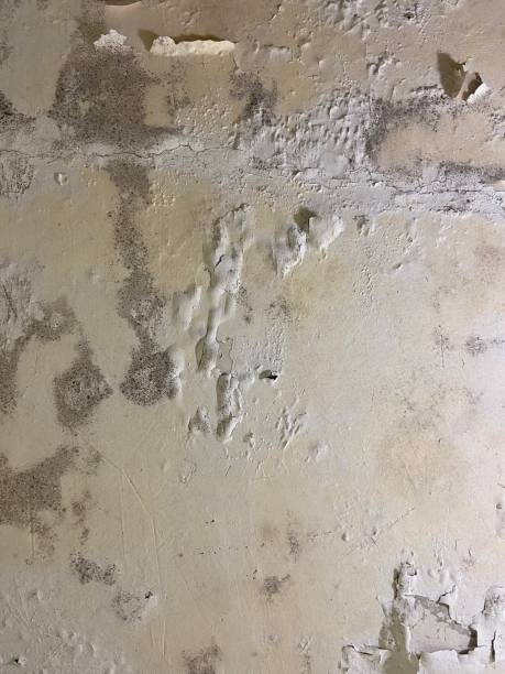 Best Kitchen Mold Remediation in Theodore, AL
